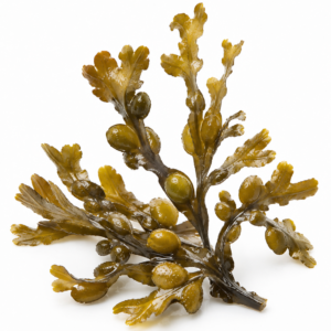 Bladderwrack Powder
