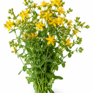 St. John's Wort Herb Powder