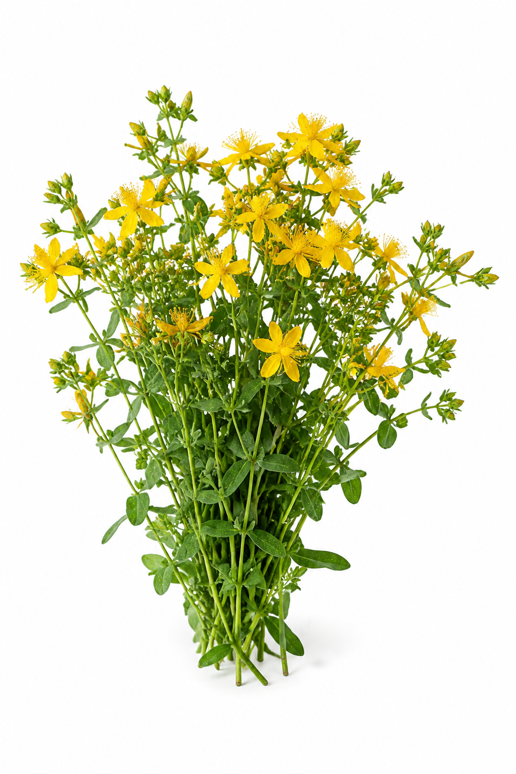St. John's Wort Herb Powder - Image 2