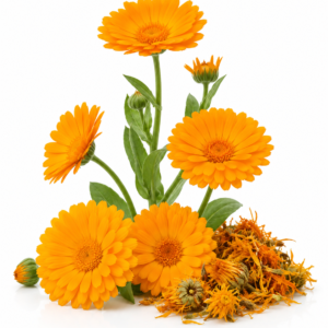 Calendula Flowers