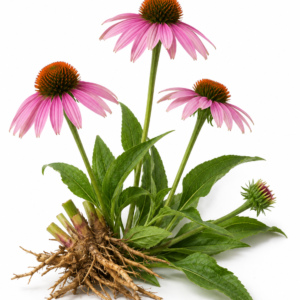 Echinacea Herb Powder