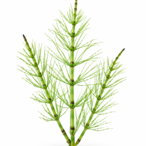 Horsetail (Shavegrass) Powder