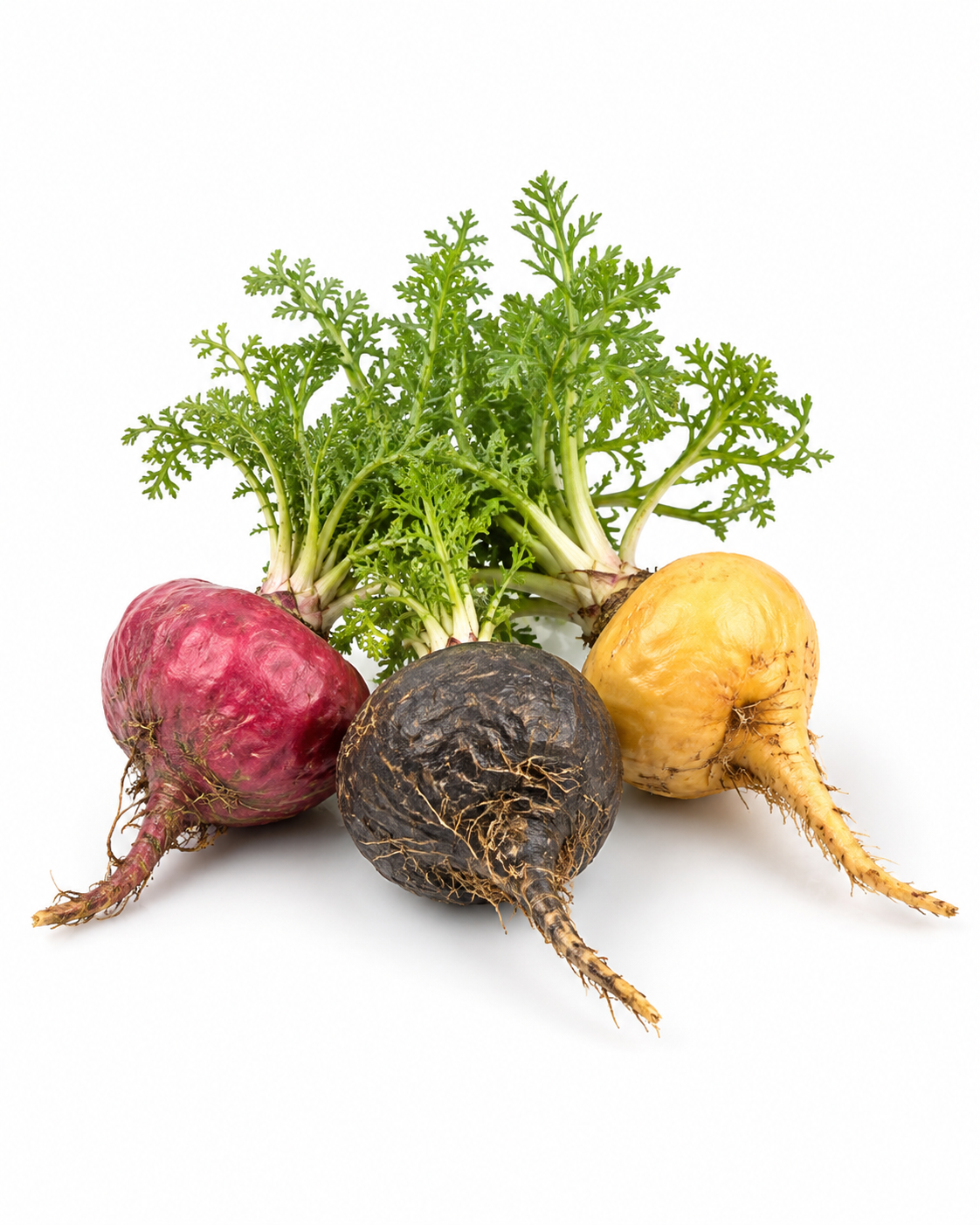 Maca Root Premium Powder (Red, Black & Yellow) - Image 2