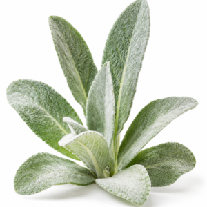 Mullein Leaf C/S