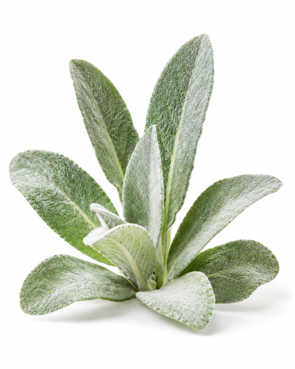 Mullein Leaf C/S - Image 2