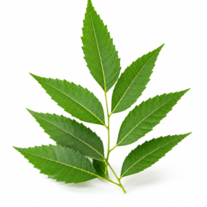 Neem Leaf Powder