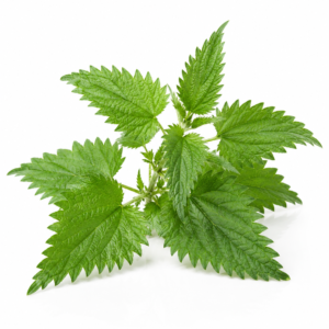 Nettle Leaf Powder