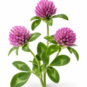 Red Clover Blossom C/S