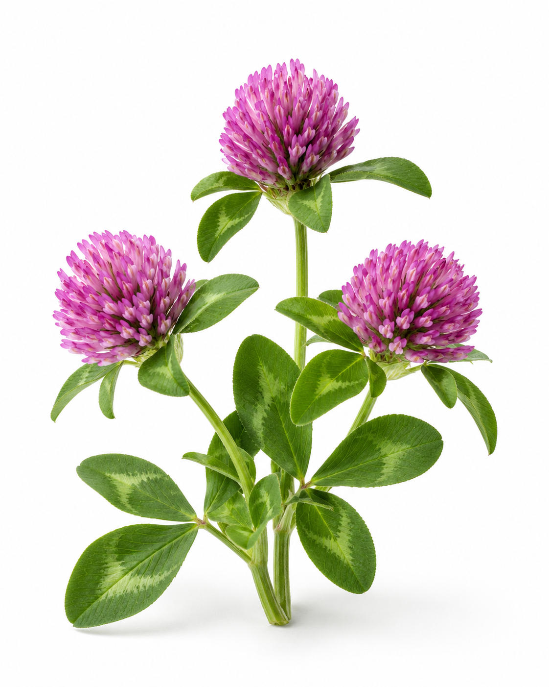 Red Clover Blossom C/S - Image 2