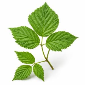Red Raspberry Leaf C/S