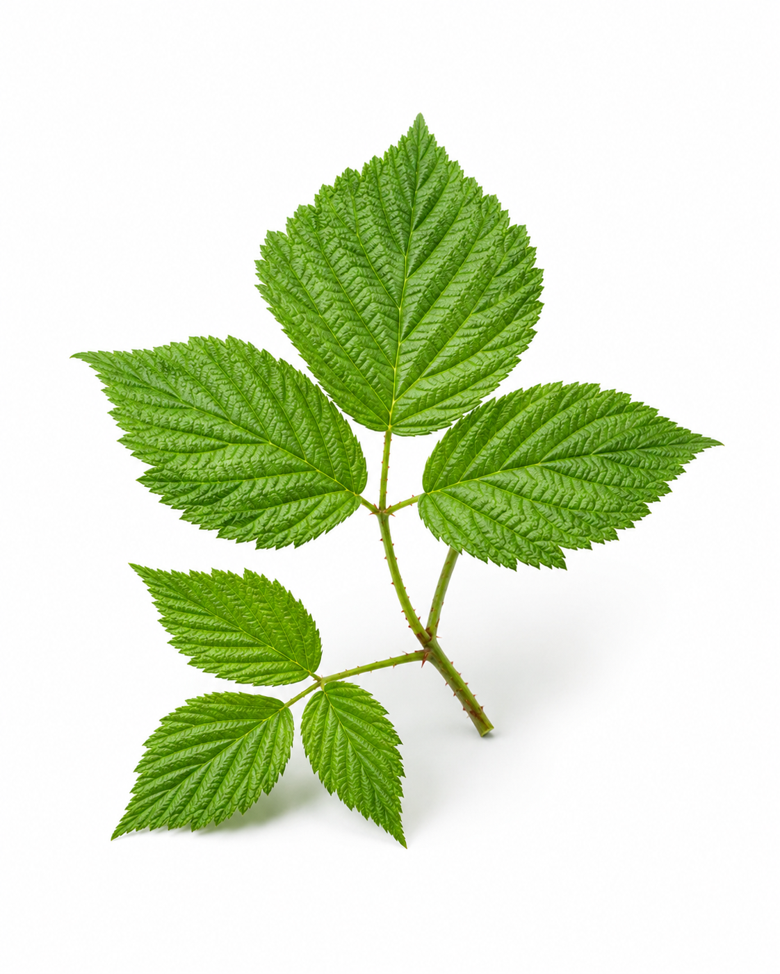 Red Raspberry Leaf C/S - Image 2