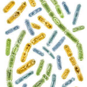 Triple Probiotic Powder