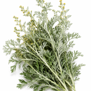 Wormwood Powder