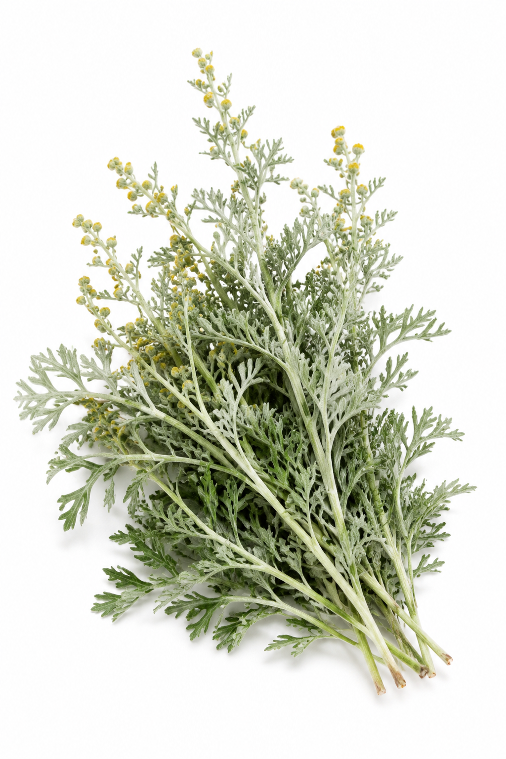 Wormwood Powder - Image 2