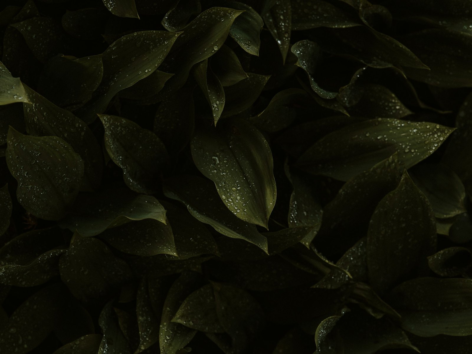 Lush dark green herb leaves with dew drops